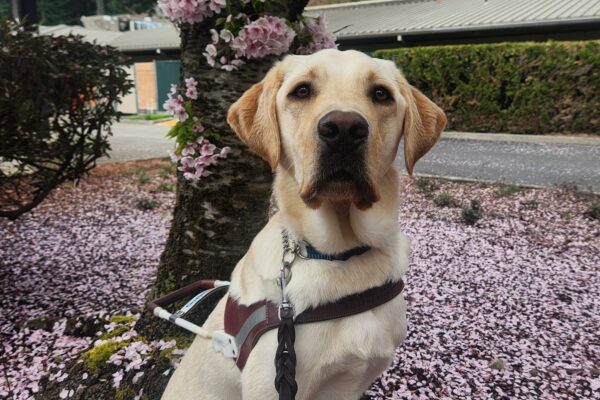 A yellow Labrador sits, in harness, at the base of a tree covered in pink blossoms. Around him is a patch of grass covered in blossom leaves and a large hedge in the background. He is looking into the camera with a focused expression.