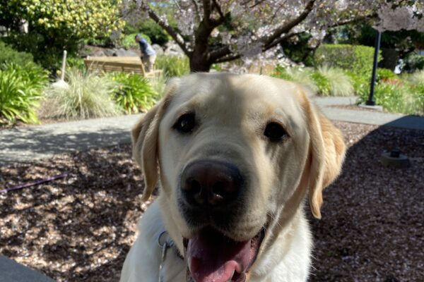 Vegas sitting in front of a blossoming tree. He is looking towards the camera with his mouth open.