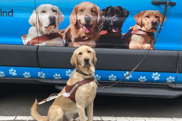 Herbie is sitting in harness in front of a training van. The van is wrapped in light blue and highlights four GDB guide dogs on the side of the vehicle. Off we go on another training adventure!