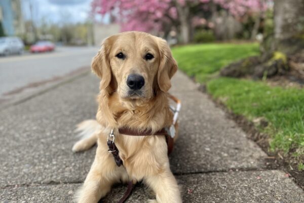 Long-coated, yellow-toned Golden Lab cross Keystone lies on a sidewalk with dark pink cherry blossom trees behind him. He’s wearing a leather guide dog harness and leash.