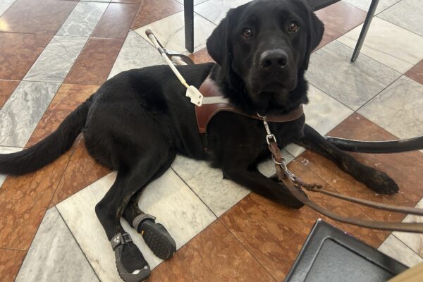 Joshua is laying on a tile floor with brown and white marble tiles, looking at the camera. He is wearing a guide dog harness and boots on his back paws. He has one front leg stretched out and the other tucked in.