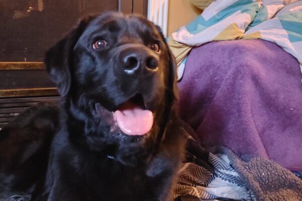 Kidder is lying down inside a home with his tongue out.
