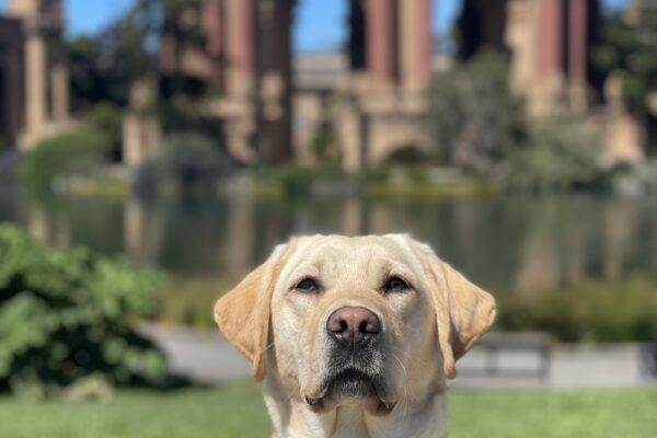 Joan sits in front of The Palace of Fine Art in San Francisco. She looks regally at the camera while wearing her leather GDB harness. Green foliage and blue skies line the background.