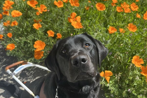 Havana sits in her GDB harness while staring directly into the camera above her. In the background are bright orange poppy flowers.
