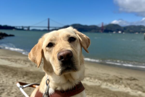 Denise, a yellow Labrador Retriever , is sitting on a brick wall while wearing her harness. Behind her the San Francisco Bay is visible and a small beach with tan sand. The Golden Gate Bridge can also been seen at a distance.