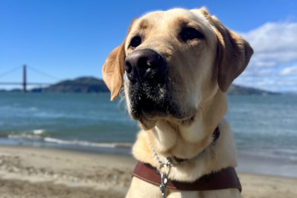 Dolby, a yellow Labrador Retriever, is sitting on a brick wall while wearing his harness. Behind him the San Francisco Bay is visible and a small beach with tan sand. The Golden Gate Bridge can also been seen at a distance.