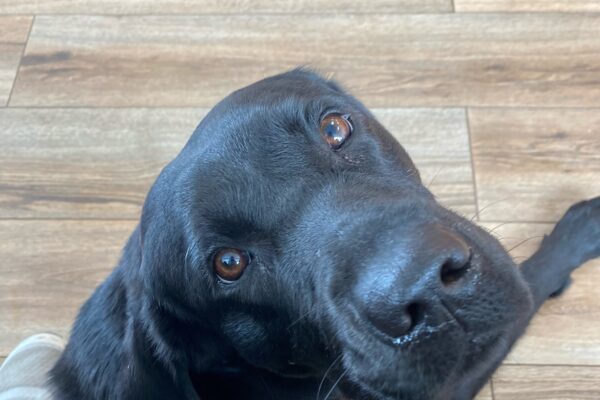 Zedna lays on a hardwood floor between her instructor's legs while wearing her brown leather harness. The focus is on her face as she looks back at the camera.