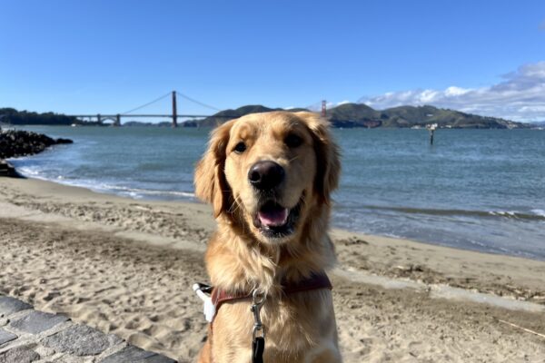 Swift sits in harness looking at the camera. Behind her is the San Francisco Bay on a bright sunny day. In the distance is the Golden Gate Bridge and the Marin headlands.