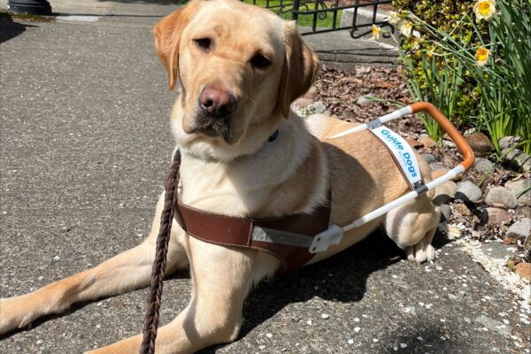 Kylie lays down in harness, looking at the camera. She is on a stretch of sidewalk next to brick buildings with bright yellow daffodils planted nearby.