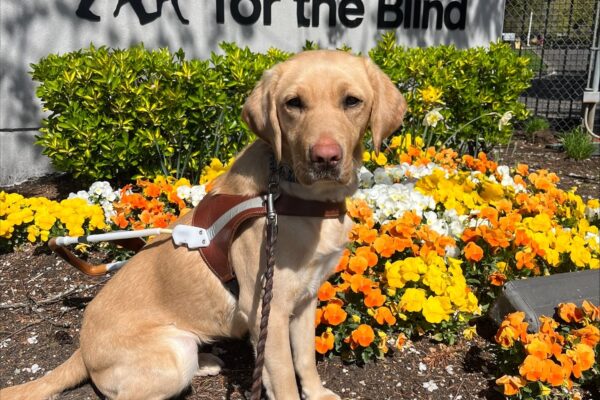 Fig sits in harness in front of a wall with the GDB logo. She's surrounded by bright orange and yellow flowers.