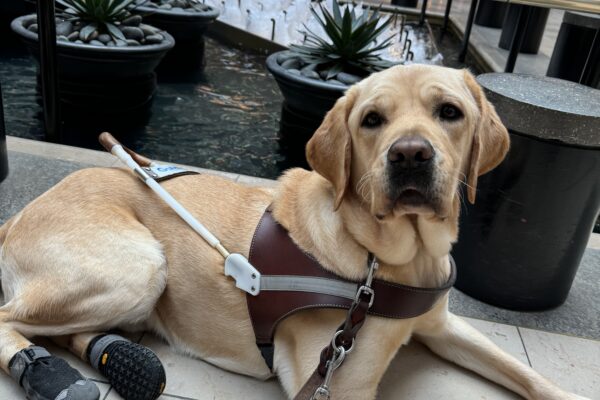Vulcan, a yellow lab, lays in harness with booties on his back feet. He is in a mall, laying in front of a fountain and is looking up at his handler.