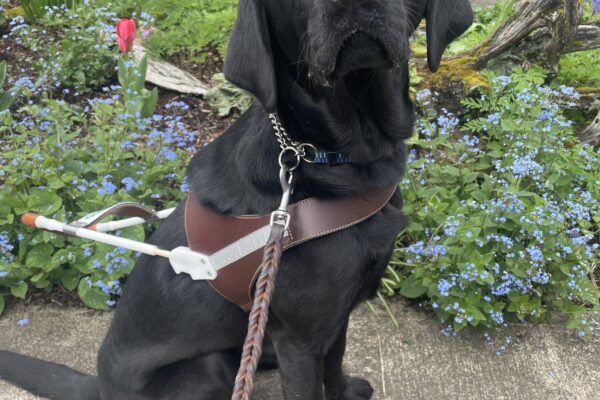 Waters sits wearing a guide dog harness in the Hawthorne District of Portland. He is looking towards the camera and behind him are a variety of light blue, pink, and orange flowers.