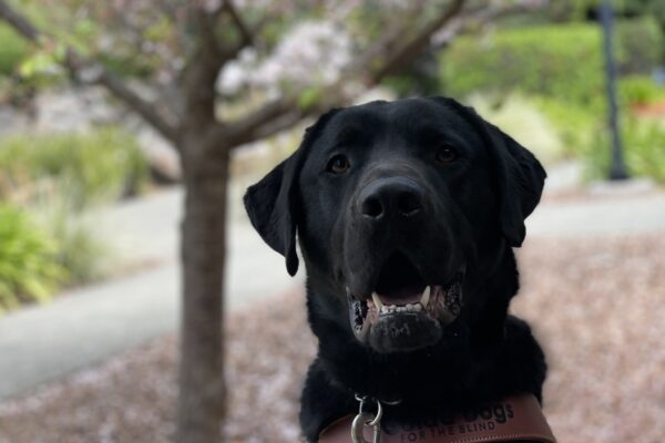Photo is of black lab Conrad’s face and chest in harness in front of a blossoming tree. He has an open-mouthed smile on his face