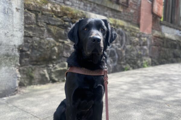 Komodo, a black Labrador retriever, is sitting looking toward the camera while wearing his leather harness. He is sitting in front of a stone wall that has a brick wall above it and red shutters in the background while working in Portland.