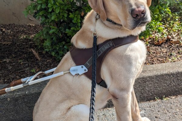 Eldon, yellow lab, sits on leash in the sun on a cement path. He is wearing his harness, turned sideways but with his head turned to look at the camera. Behind him is a bark chip filled planter with a green shrub.