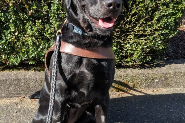 Wispy, a Black Labrador, sits on leash in her harness looking towards the camera. She is sitting on a cement path with green shrubbery behind her.