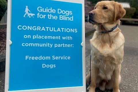 red colored lab/golden cross Bamboo sitting in front of a blue sign congratulating him on being selected by Freedom Service Dogs