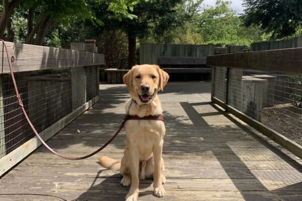 Becker sits in harness on a wooden bridge. He has a happy yet relaxed expression on his face.