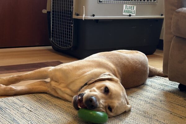 Belvedere is laying on his side, "lazily" chewing on a green Goughnut ring. He is laying on a blue and grey rug and there is a crate in the background.