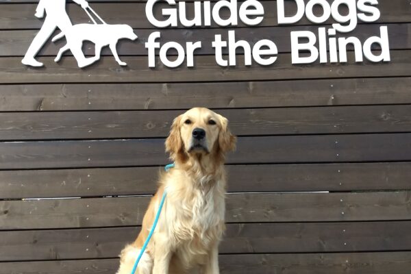 Golden Retriever Catalina is sitting in front of Guide Dogs for the Blind sign on campus.