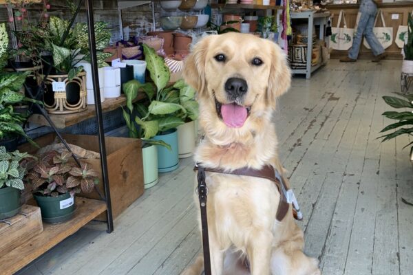 Diane sits in harness sporting a big smile while in a local plant shop.