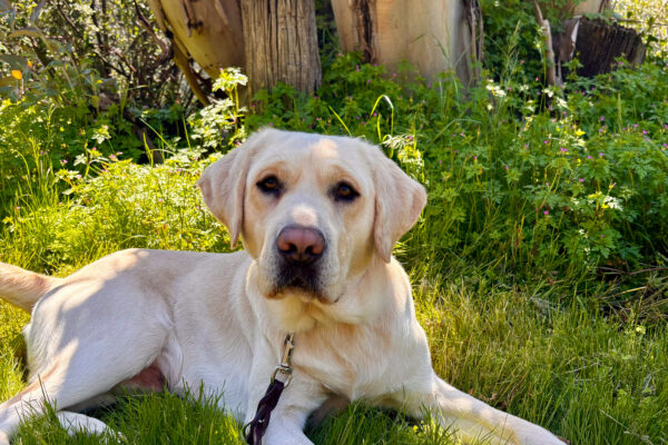 Flanagan relaxes on the shady grass in front of eucalyptus trees.
