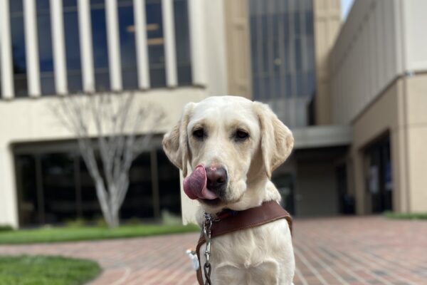 Yellow Lab Flo sits in harness on a brick pathway downtown, long tongue licking her nose adorably
