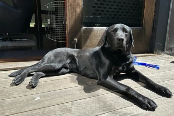 Holmes lays in the sun on a wooden deck facing the camera. He has a calm, relaxed expression and behind him is an open sliding door with a dog crate and furniture visible inside.