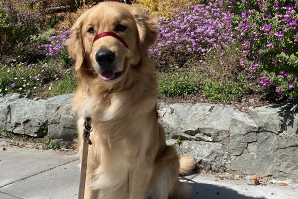 Peyton sits in the middle of the frame, wearing his harness and head collar. He is looking toward the camera with his mouth slightly open and tongue peaking out. Behind him is an array of flowers.
