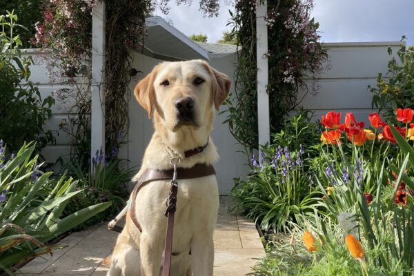 Cole, who is in the middle of the photo, sits in harness, facing the camera surrounded by an archway of pink flowers. On both sides of him are more spring greenery and tulips.