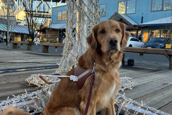Coated Lab/Golden cross Pancake sits in his brown leather harness in front of a light up tree sculpture. He has a soulful look as he looks directly into the camera.