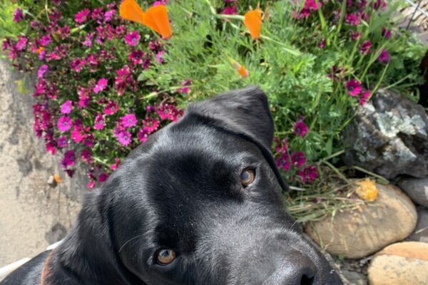 Jerry looks up at the camera during a curb check. There are colorful flowers in the background.