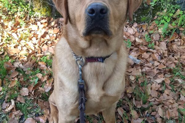 Jimmy is sitting outside in a leafy area. He is gazing up at the camera.