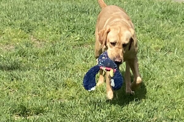 Kindle runs on the grass in the play yard with a soft toy in her mouth