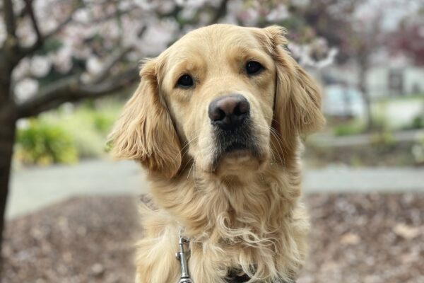 Larry is pictured sitting on the CA campus with a cherry blossom tree blooming behind him. He is looking intently at the camera with his ears perked.