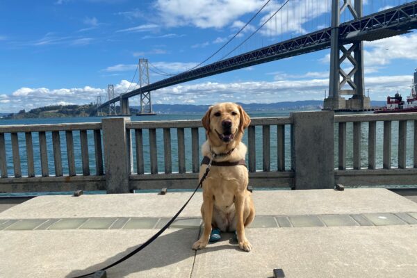 Lily smiles at the camera while sitting on top of a large cement block. She is wearing her harness and booties on her back paws. The Bay Bridge is in the background with a bright blue sky and white clouds.