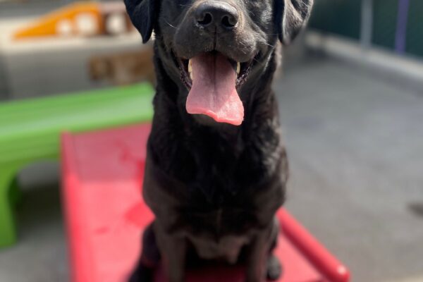 Natalia is sitting on top of a play structure. The sun is shining on her face highlighting the brownish red undertones around her snoot. Her ears are perked, mouth open and tongue out.