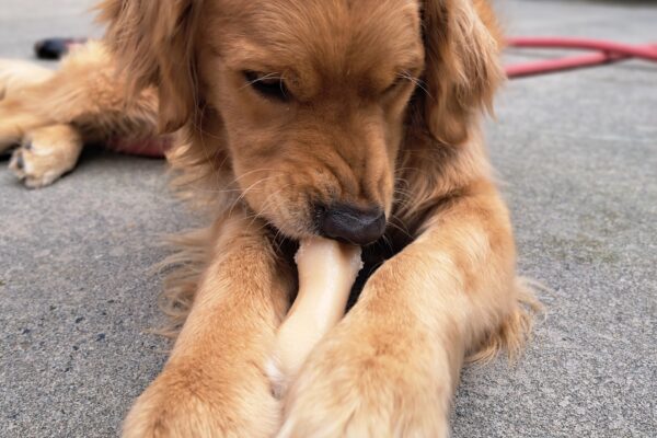 Golden cross (Plantain) chewing on a bone that is being held by his paws and a figure 8 rubber toy. His nose is scrunched as he chews on his bone.