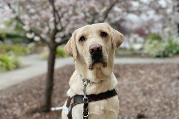 Savvy is pictured sitting on the CA campus with a cherry blossom tree blooming behind him. His head is tilted to the left as he looks at the camera.