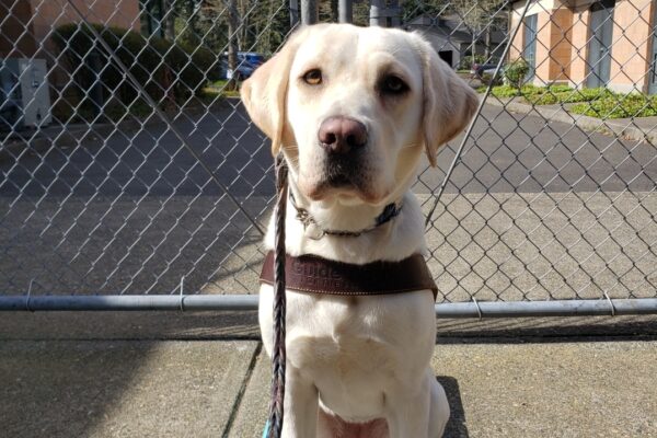 Chicory is sitting while wearing her harness body on the Oregon Campus. She's looking at the camera and sitting on a CATO board, a helpful training tool.