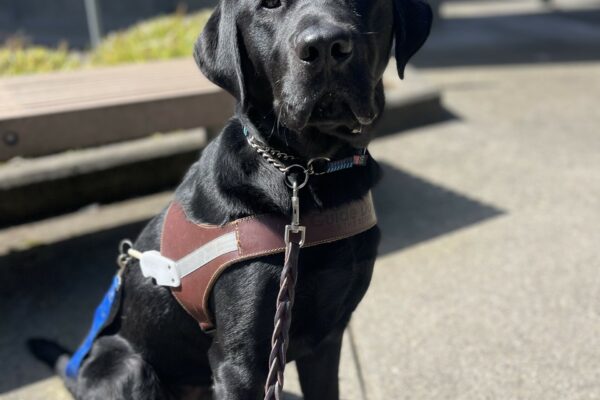 Simmons, a tall male black Labrador, sits in his harness with a blue soft handle on. Behind him is a wooden bench and green bush.