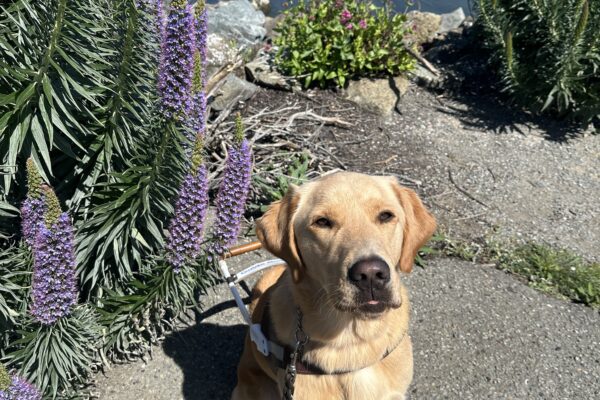 Tommy sits in harness in Sausalito, with the San Francisco bay right behind him. He is squinting his eyes as the sun beams on his face, his tongue is just barely peaking through his lips.