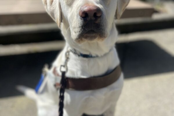 Triscuit, a female yellow Labrador, sits in her guide dog harness. She is looking at the camera and behind her is wooden bench and green bushes.