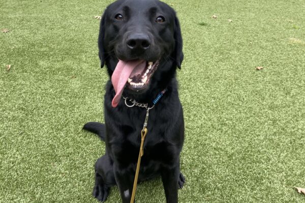 Francine sits  in a grassy area. Her tongue is hanging out to one side as she smiles at the camera.