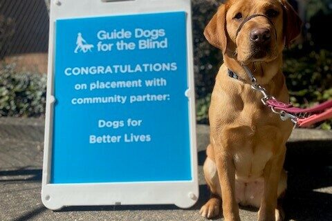Yellow Lab Gaelic sitting in front of a blue sign congratulating her on being selected by DBL