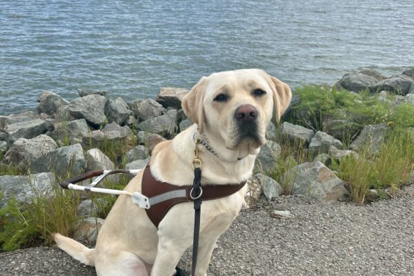 Houdini sits in harness on a paved trail with the SF Bay in the background. He is wearing all four boots and is looking at the camera with a serious expression.