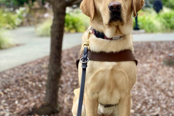 Rhapsody sits in harness in front of a tree full of pink blossoms. She is looking at the camera with a content expression and soft eyes.