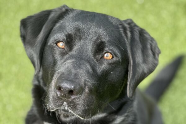 A portrait of female black Labrador Retriever, Sylvie. She is sitting in the grassy free run area looking up and at a slight right angle toward the camera.