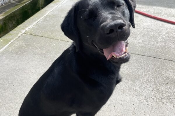 Argus sits in Community Run facing toward the camera- he has a big smile on and his eyes are closed like he's basking in the sun.
