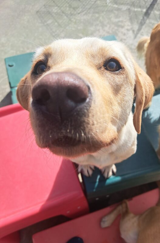 Yellow lab (Janessa) staring at the camera up close.